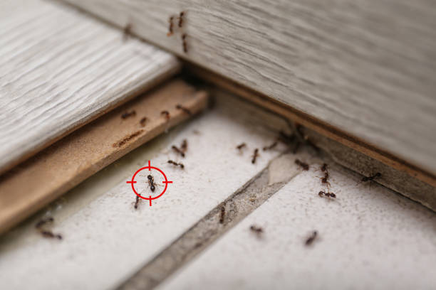 Best Emergency Pest Control  in Balcones Heights, TX