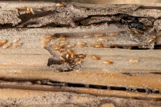 Best Affordable Pest Control Services  in Balcones Heights, TX